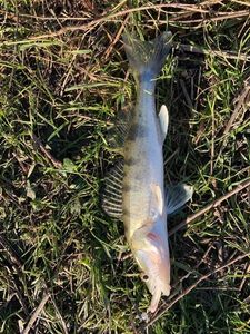 Zander