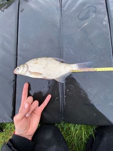 Common Bream