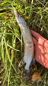 Northern Pike