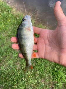 European Perch