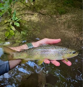 Brown Trout