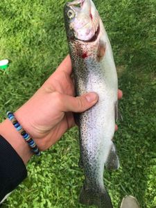 Rainbow Trout