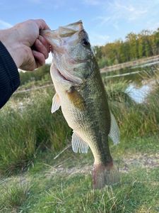 Largemouth Bass
