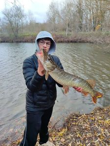 Northern Pike