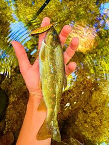 Brown Trout