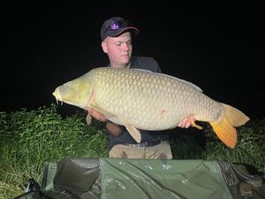 Common Carp