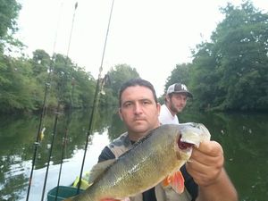 European Perch