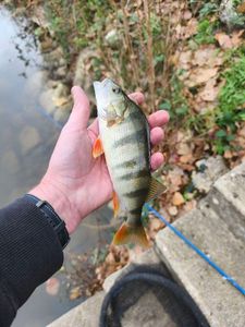 European Perch