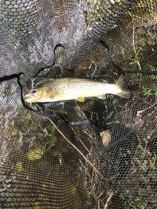 Brown Trout