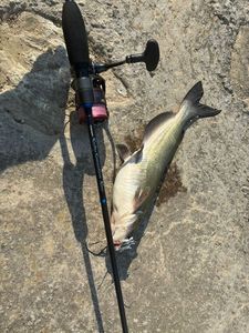 Channel Catfish