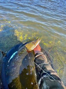 Northern Pike