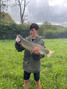 Rainbow Trout