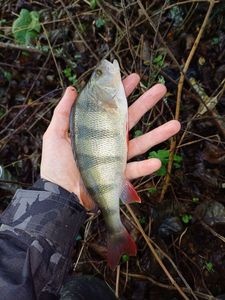 European Perch