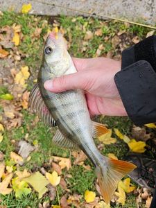 European Perch