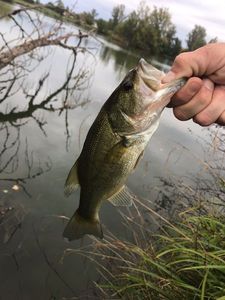 Largemouth Bass