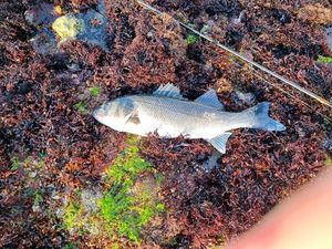 European Bass (Seabass)