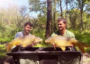 Mirror Carp
