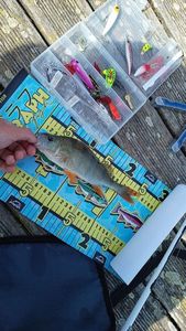 European Perch