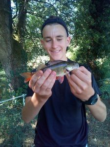 European Perch