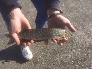 Northern Pike