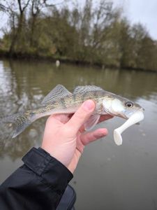 Zander