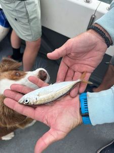 Atlantic Horse Mackerel