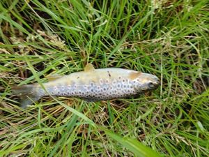 Brown Trout