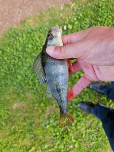 European Perch