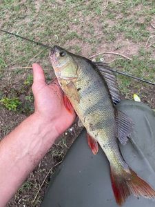 European Perch