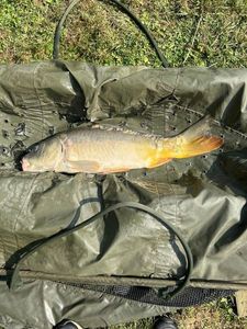 Mirror Carp