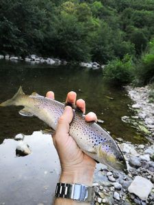 Brown Trout