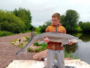 Sturgeon