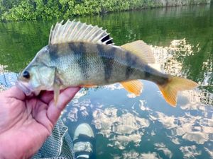 European Perch
