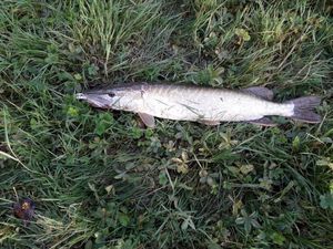 Northern Pike