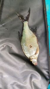 Crucian Carp
