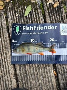 European Perch