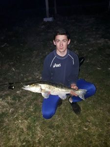 Zander