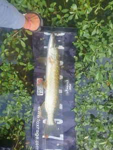 Northern Pike