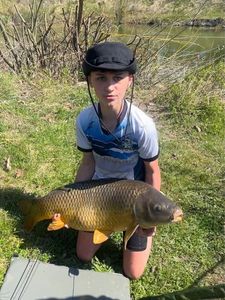 Common Carp