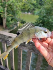 European Perch