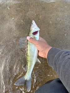 Zander