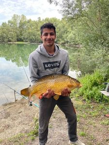 Common Carp