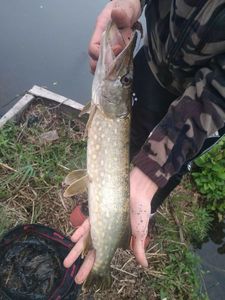 Northern Pike