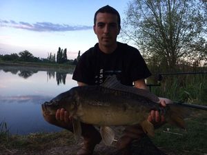 Common Carp