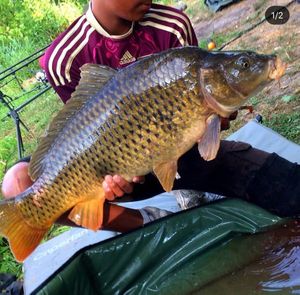Common Carp