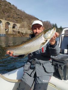 Brown Trout