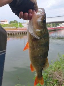 European Perch