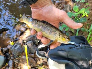 Brown Trout