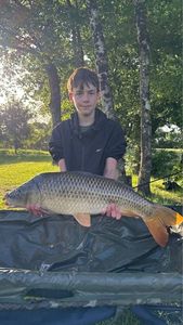 Common Carp