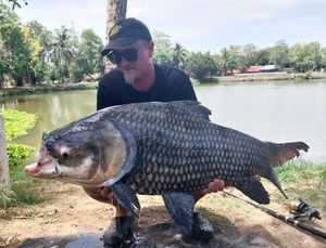 Siamese Giant Carp